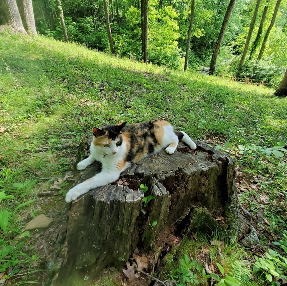 Meet your Posher, N - Picture 5 of 8